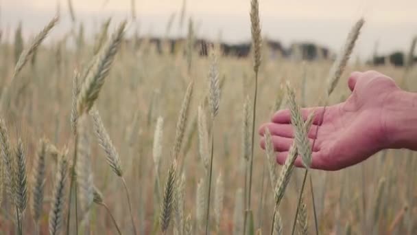 Adam el gidiş buğday alan. Erkek el çavdar closeup kulakları çok dokunaklı. Çiftçi. Hasat kavramı. ağır çekim — Stok video