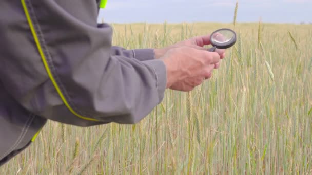 Agriculteur ou botanistes main avec loupe outil gros plan vérifier examiner inspecter les épillets de blé de seigle dans le champ agricole. Reproduction céréalière — Video