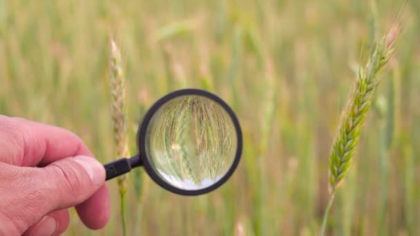 Agricultor ou botânicos mão com lupa ferramenta de vidro verificação closeup examinar inspecionar espiguetas de trigo de centeio no campo agrícola. Reprodução de cereais — Vídeo de Stock