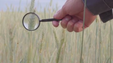 çiftçi veya botanikçiler el ile büyütme cam araç closeup onay incelemek tarım alanındaki çavdar, buğday spikelets inceleyin. Mısır gevreği ıslahı