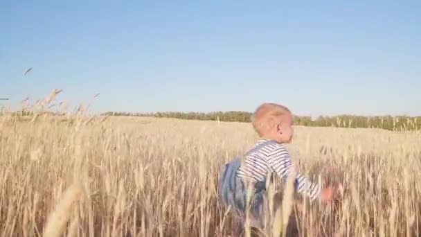 Küçük çiftçi. Mutlu genç çocuk olgun çavdar, güneşli bir gün ağır çekim alanıyla üzerinde çalışan. kavramı. — Stok video