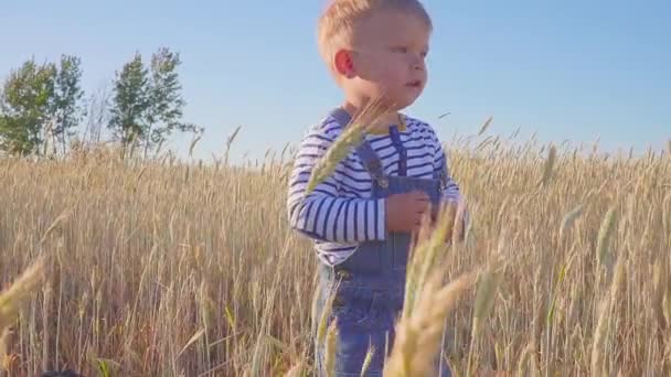 Kleine boer. Gelukkig twee jaar oude jongen staande op veld met rijpe rogge op zonnige dag. Slow-motion. concept. — Stockvideo