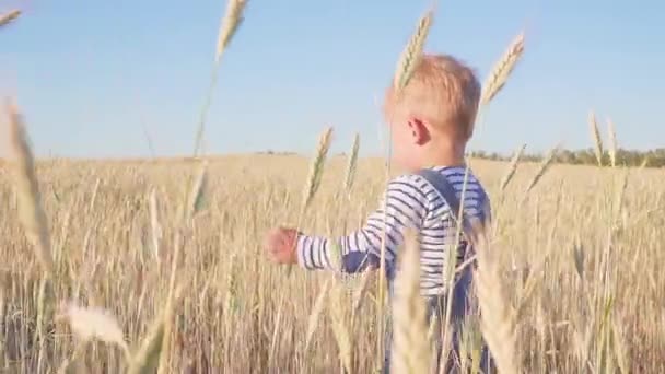 Ragazzo felice che va sul campo con segale matura al rallentatore della giornata di sole. concetto . — Video Stock