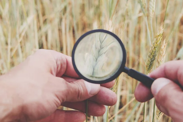 çiftçi veya botanikçiler el ile büyütme cam araç closeup onay incelemek tarım alanındaki çavdar, buğday spikelets inceleyin. Mısır gevreği ıslahı