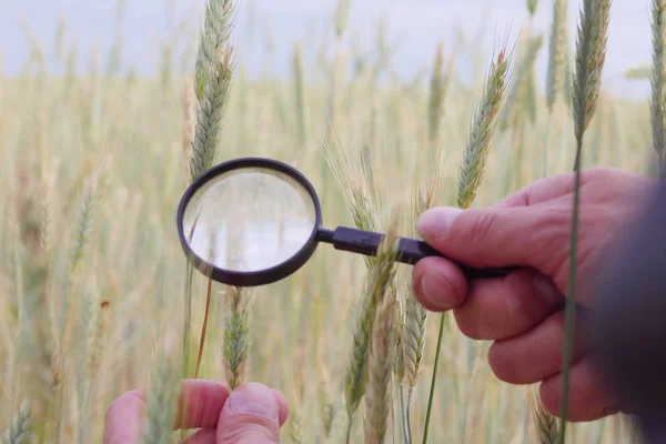 çiftçi veya botanikçiler el ile büyütme cam araç closeup onay incelemek tarım alanındaki çavdar, buğday spikelets inceleyin. Mısır gevreği ıslahı