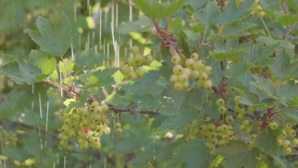 Tung sommarregn, raindrops, vinbär buske med gröna bär och regn jets. — Stockvideo