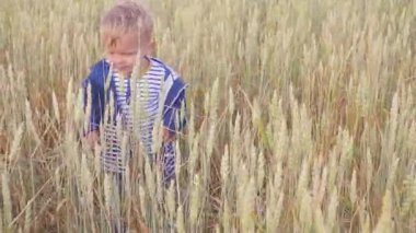 Buğday ile sahada güneşli gün mutlu genç çocuğa. Küçük çiftçi kavramı. ağır çekim