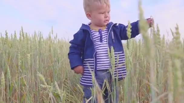 Gelukkige jongen staande op veld met tarwe op zonnige dag. concept van de kleine boer. — Stockvideo