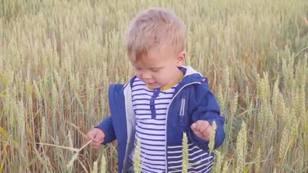 Ragazzo felice in piedi sul campo con il grano nella giornata di sole. concetto di piccolo agricoltore. rallentatore — Video Stock