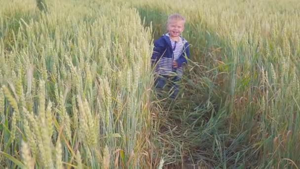 Счастливый мальчик выходит на поле с пшеницей в солнечный день. Концепция малого фермера . — стоковое видео