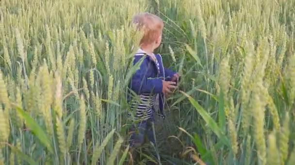 快乐的男孩在阳光明媚的日子里和成熟的麦子一起去田野里 — 图库视频影像