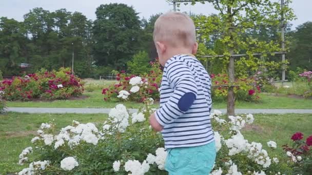 Mały boyis playes z różami w pobliżu różany krzew. zwolnionym tempie — Wideo stockowe