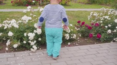 gül gül bush yakınındaki küçük boyis playes. ağır çekim