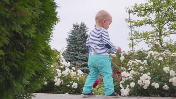 Маленькі хлопчики грають з трояндами біля куща троянд. повільний рух — стокове відео