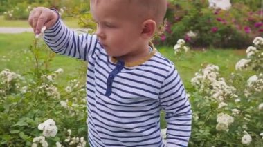 gül gül bush yakınındaki küçük boyis playes. ağır çekim