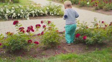 küçük boyis playes gül bush yakınındaki güllü.