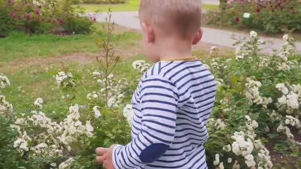 Kis boyis playes közelében a rózsabokor rózsákkal. lassú mozgás — Stock videók