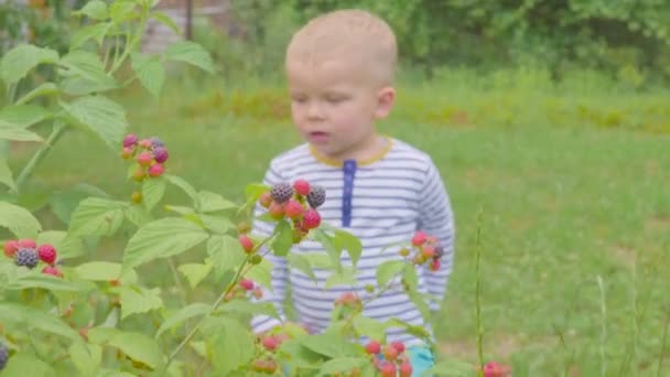 Το αγόρι δάκρυα σμέουρα από τους θάμνους και τρώει στον κήπο. 4k — Αρχείο Βίντεο