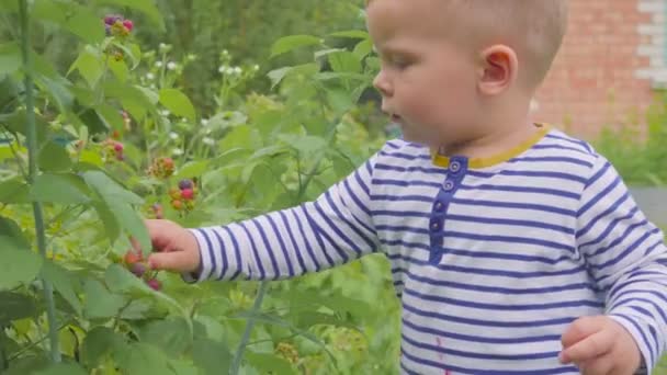 Хлопчик розриває малину з кущів і їсть її в саду крупним планом. 4k — стокове відео