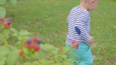 Çocuk ahududu çalılıkların üzerinden gözyaşları ve bahçede yiyor. 4k
