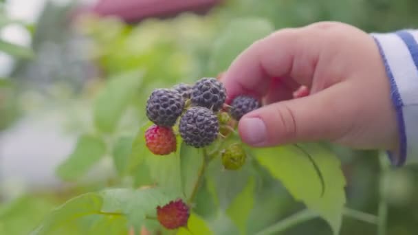 El niño rasga frambuesas de los arbustos y se la come en el primer plano del jardín. 4k — Vídeos de Stock