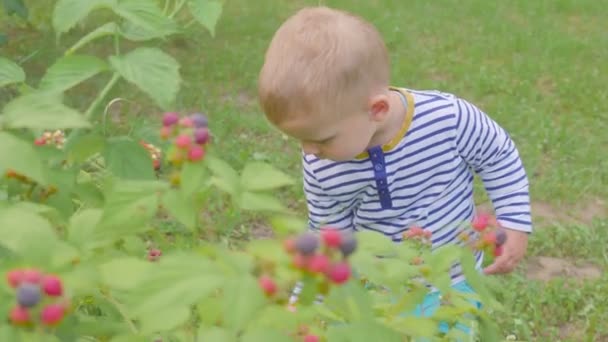 Мальчик вырывает малину из кустов и съедает её в саду. 4k — стоковое видео