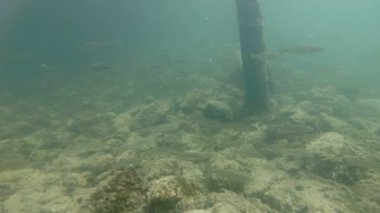 Güzel nehir habitat sualtı video. Tatlı su balıkları tatlısu kefali kadar yakın yüzme