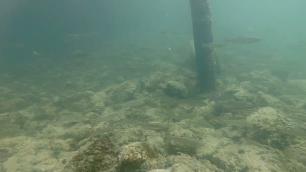 Video subacqueo da un bel habitat fluviale. Nuoto da vicino pesci d'acqua dolce Chub — Video Stock