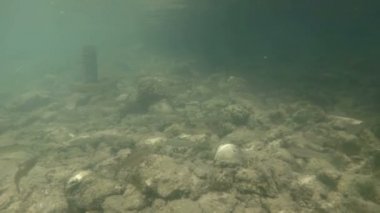 Güzel nehir habitat sualtı video. Tatlı su balıkları tatlısu kefali kadar yakın yüzme