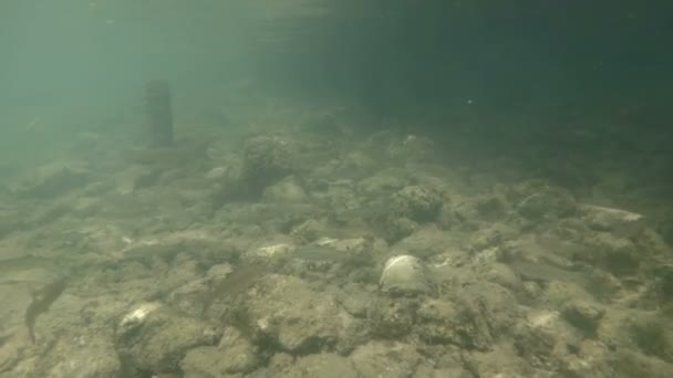 Güzel nehir habitat sualtı video. Tatlı su balıkları tatlısu kefali kadar yakın yüzme — Stok video