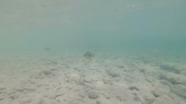 Güzel nehir habitat sualtı video. Tatlı su balıkları tatlısu kefali kadar yakın yüzme. Bohinj, Slovenya