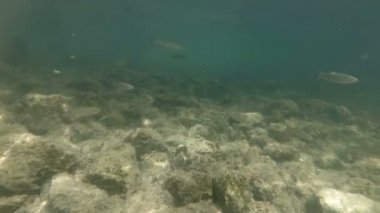 Güzel nehir habitat sualtı video. Tatlı su balıkları tatlısu kefali kadar yakın yüzme. Bohinj, Slovenya