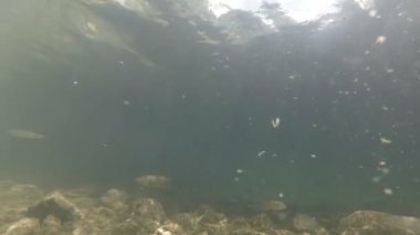 Güzel nehir habitat sualtı video. Tatlı su balıkları tatlısu kefali kadar yakın yüzme. Bohinj, Slovenya