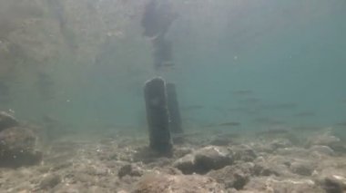 Güzel nehir habitat sualtı video.