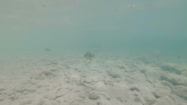 Underwater video from nice river habitat. Swimming close up freshwater fishes Chub. Bohinj, Slovenia — Stock Video