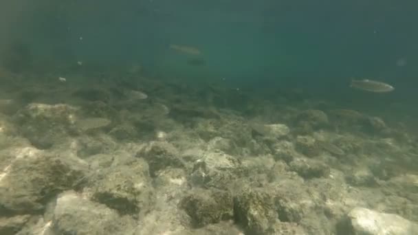 Vídeo submarino de un lindo hábitat fluvial. Natación cerca de peces de agua dulce Chub. Bohinj, Eslovenia — Vídeos de Stock