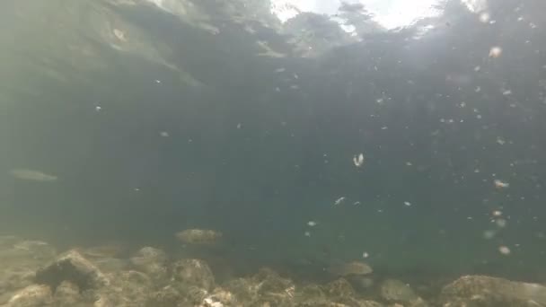 Vídeo submarino de un lindo hábitat fluvial. Natación cerca de peces de agua dulce Chub. Bohinj, Eslovenia — Vídeo de stock