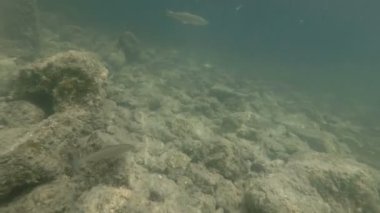Güzel nehir habitat sualtı video. Tatlı su balıkları tatlısu kefali kadar yakın yüzme. Bohinj, Slovenya