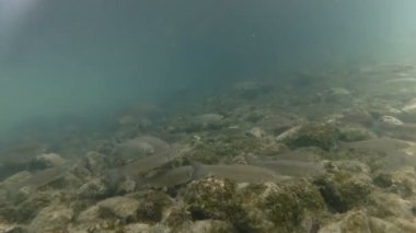 Güzel nehir habitat sualtı video. Tatlı su balıkları tatlısu kefali kadar yakın yüzme. Bohinj, Slovenya