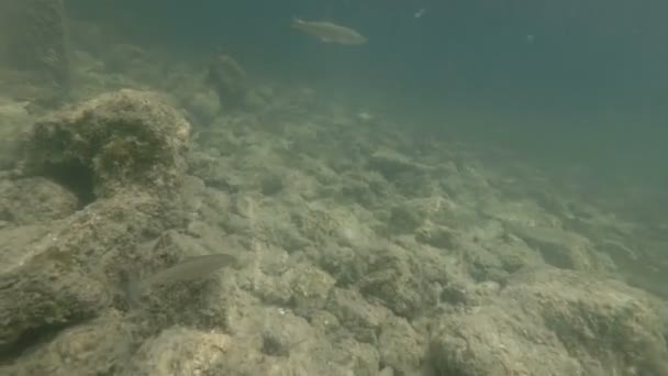 Vídeo submarino de un lindo hábitat fluvial. Natación cerca de peces de agua dulce Chub. Bohinj, Eslovenia — Vídeos de Stock