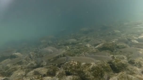 Güzel nehir habitat sualtı video. Tatlı su balıkları tatlısu kefali kadar yakın yüzme. Bohinj, Slovenya — Stok video