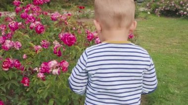 küçük boyis playes gül bush yakınındaki güllü