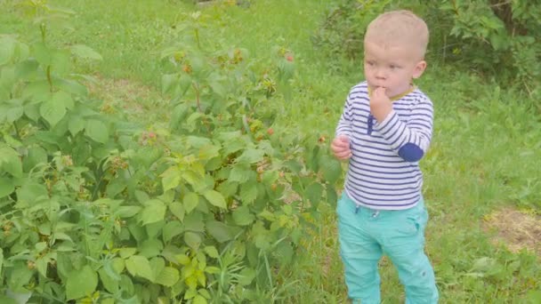 El niño arranca frambuesas de los arbustos y la come en el jardín. 4k — Vídeo de stock