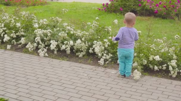 O rapazinho brinca com rosas perto da roseira. 4k — Vídeo de Stock