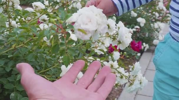 Lilla boyis playes med rosor nära rosenbuske. slowmotion — Stockvideo