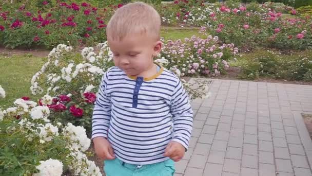 Lilla boyis playes med rosor nära rosenbuske — Stockvideo