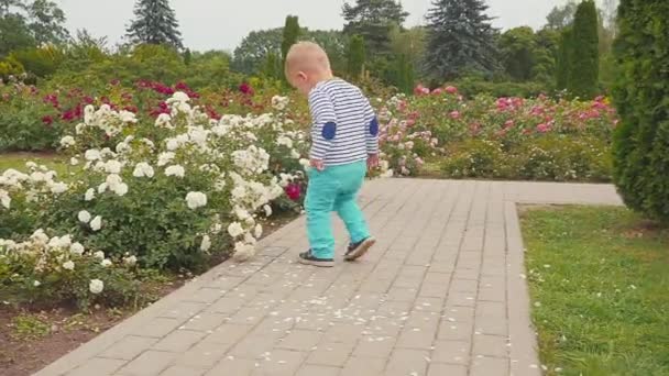 Pequeno boyis brinca com rosas perto da rosa arbusto . — Vídeo de Stock