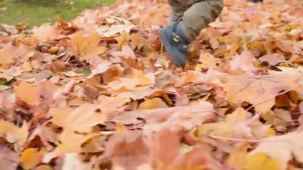 Niño en madera de otoño, se arrastra y se baña en las hojas — Vídeo de stock