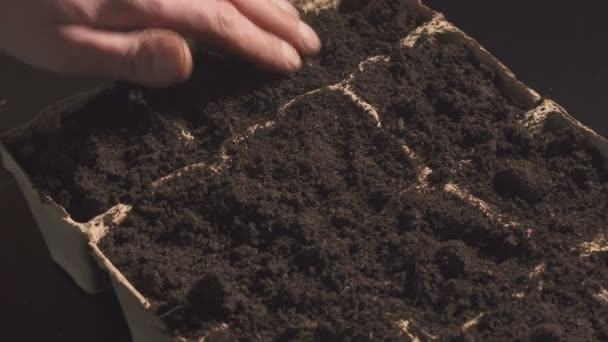 A mans hand zet zaden in de bodem. Professionele teelt van zaailingen binnen. — Stockvideo