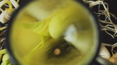 Genç fidan ve sürgünler seçimi. Laboratuvarda bir lens ile bitkiler incelenmesi